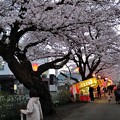 Photos: 新川　桜並木