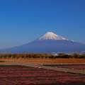 Photos: 富士山と桜エビ