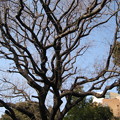 湯島聖堂（文京区）楷樹