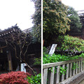 Photos: 12.04.23.白山神社（白山5丁目）