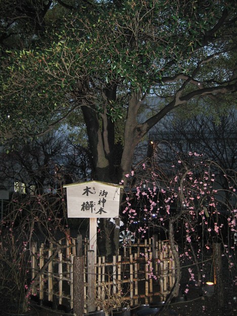 Photos: 北野神社（牛天神。春日1丁目）御神木 木槲