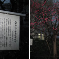 Photos: 11.03.01.北野神社（牛天神。春日1丁目）中島歌子歌碑