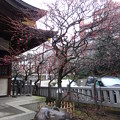 Photos: 12.03.02.北野神社（牛天神。春日1丁目）