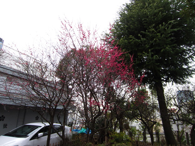 Photos: 13.02.15.北野神社（牛天神。春日1丁目）
