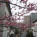 Photos: 14.02.27.北野神社（牛天神。春日1丁目）