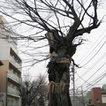 Photos: 11.03.01.善光寺坂のムクノキ（小石川3丁目）