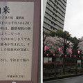 Photos: 14.04.03.播磨坂（小石川）宗慶寺跡