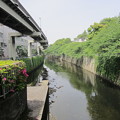 Photos: 江戸川橋より（関口1丁目）神田川
