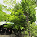 Photos: 正八幡神社（関口2丁目）
