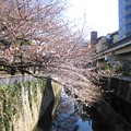 Photos: 13.03.19.江戸川公園（文京区関口）一休橋より