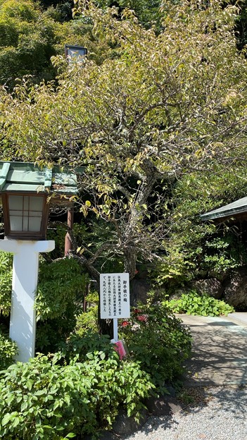 鎌倉宮（神奈川県）懐良親王御手植えの梅