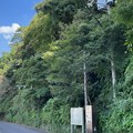 Photos: 紅葉山やぐら（鎌倉市）