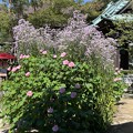Photos: 21.10.05.海蔵寺（鎌倉市）芙蓉・紫苑