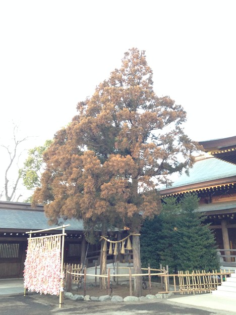 Photos: 寒川神社（神奈川県高座郡）御神木