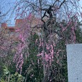 牛天神 北野神社（春日）