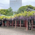 Photos: 22.04.24.山王日枝神社（永田町2丁目）