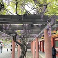 Photos: 22.04.24.山王日枝神社（永田町2丁目）