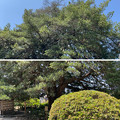 安養院（鎌倉市）樹齢700余年の槙