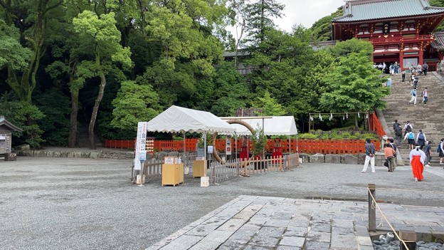 Photos: 鶴岡八幡宮（鎌倉市）夏越大祓の茅の輪