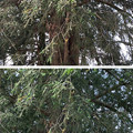 普済寺（深谷市）普済寺のカヤの木