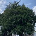 普済寺（深谷市）普済寺のカヤの木