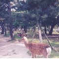 1991.XX.XX.奈良公園（奈良市）