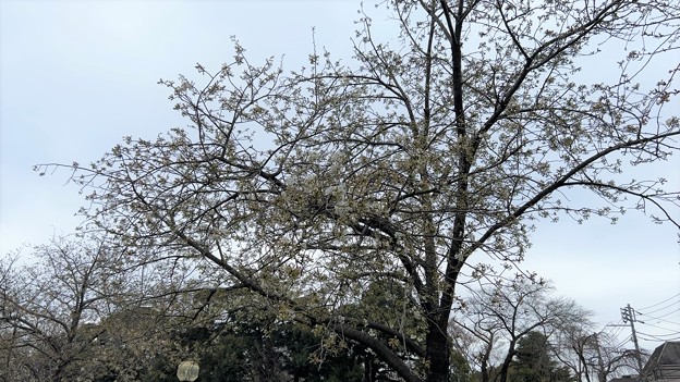 23.03.17.旧渋沢庭園／飛鳥山公園（東京都北区） (2)