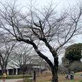 23.03.17.旧渋沢庭園／飛鳥山公園（東京都北区） (16)