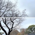 23.03.17.旧渋沢庭園／飛鳥山公園（東京都北区） (17)