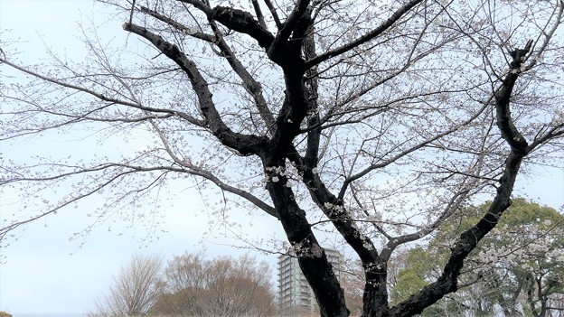 23.03.17.旧渋沢庭園／飛鳥山公園（東京都北区） (18)