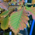 Photos: 鉢植えドングリの木紅葉～