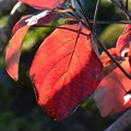 Photos: 柿の葉の紅葉～