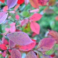 Photos: ブルーベリーの紅葉～