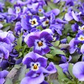 紫の花～