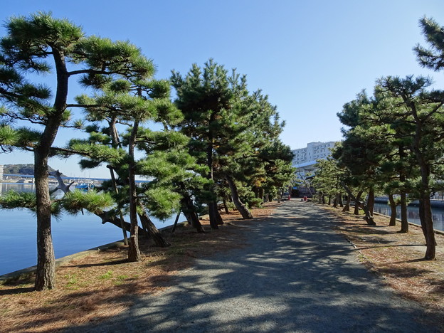 金沢八景 琵琶島神社  松並木