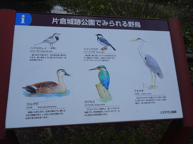 片倉城址公園で見られる野鳥