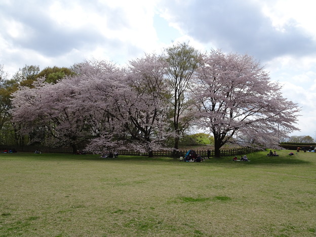 片倉城址 二の丸広場  桜の木