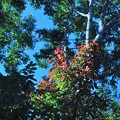 Photos: 色づき始めた樹木