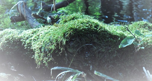 Photos: 苔～種の起源