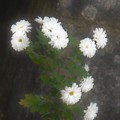 Photos: 白菊たち