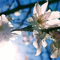 Photos: 10月桜