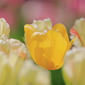 Photos: 春のお花