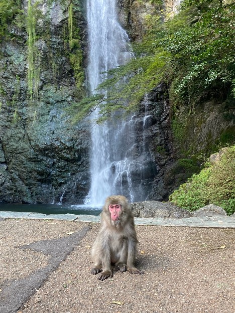 Photos: お猿と滝