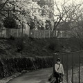山桜の咲く小道