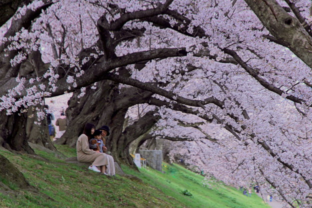 桜の樹に抱かれて～