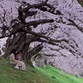Photos: 桜の樹に抱かれて～