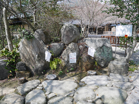 梅の花神埼村 (6)