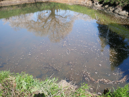 浅井の一本桜／五分咲き (6) 池の中の黒い点々はオタマジャクシ