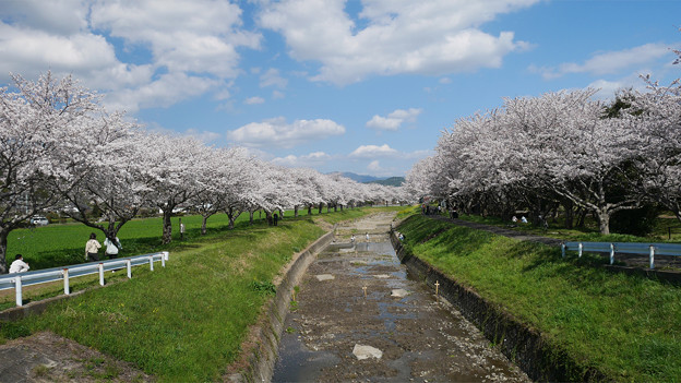 草場川の桜並木＠2021 (1)