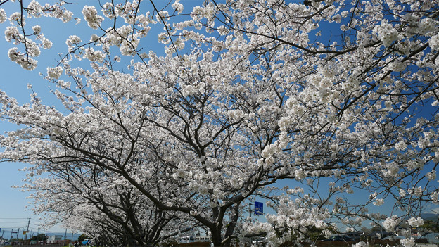 草場川の桜並木＠2021 (2)